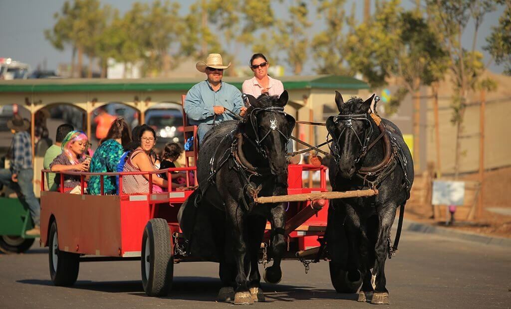 horse-and-carriage-rides-1024x620